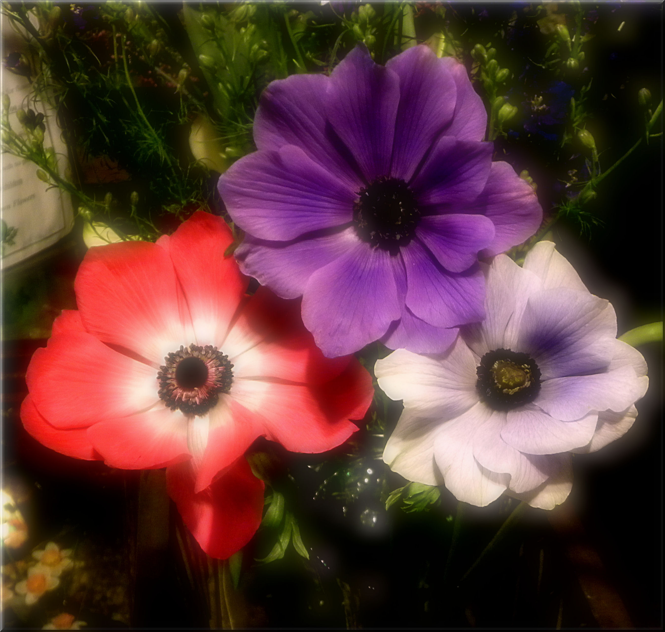 anemones Good Old Days Florist