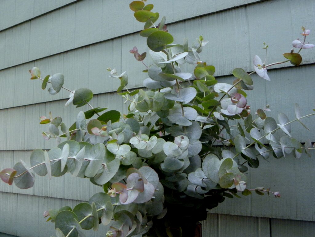 Local Grown Fresh Eucalyptus Good Old Days Florist