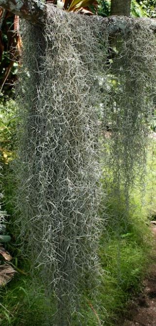 Spanish Moss Waterfall Plant - Good Old Days Florist - The Eco Florist